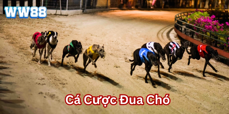Cá Cược Đua Chó: Mẹo Hay Cho Trò Chơi Kịch Tính Tại WW88